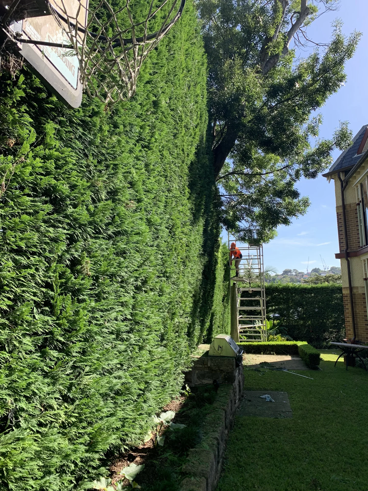 Hedge Trimming