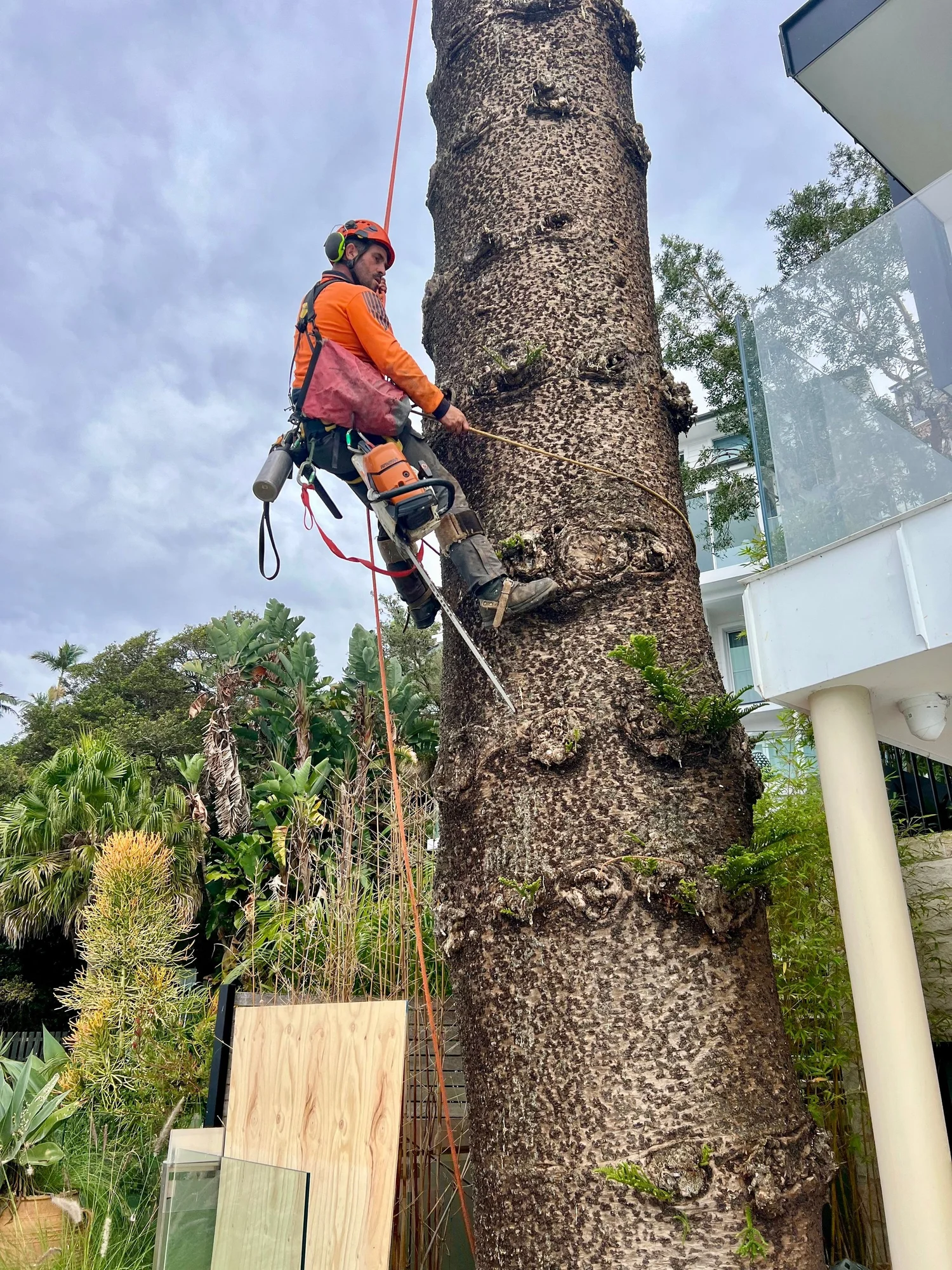 Arborist safely removing a tree